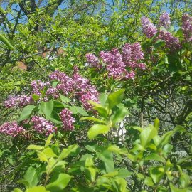Spaziergang über das Schulgelände